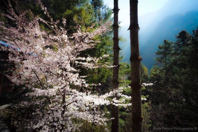 One of the many Cherry Blossom trees along the way