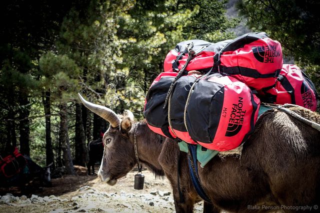 Yak