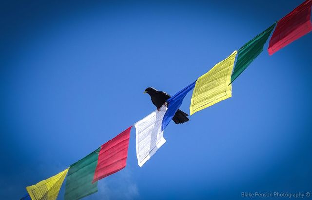 Once the ceremonial food came out these mountain specific yellow beaked black birds hung around looking for scraps