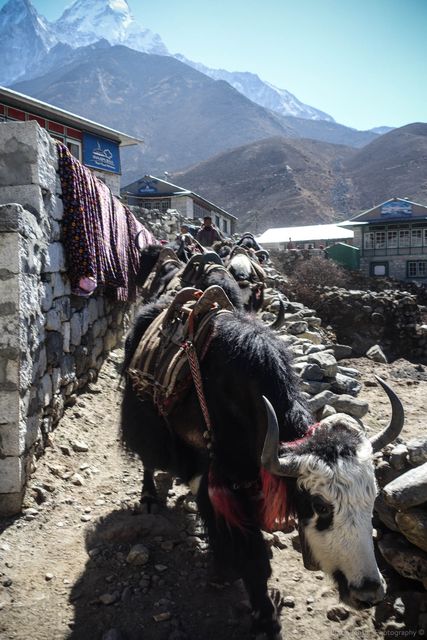 Yak train just outside of Pangboche – trail getting really busy now!