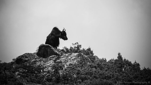 Photo from Kyamjuma to Thame