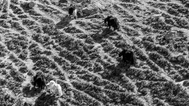 Yaks above Marylung