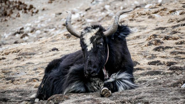 Yak outside Gokyo bakery