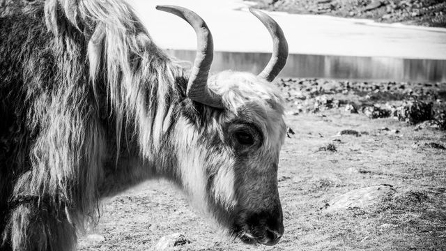 Lone yak outside Gokyo