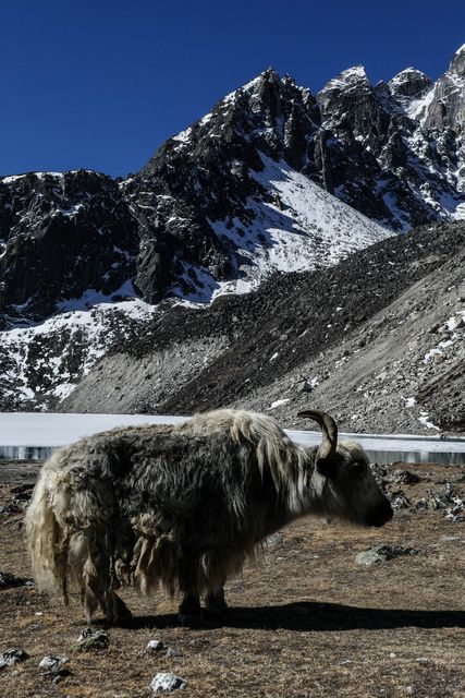 Lone yak outside Gokyo