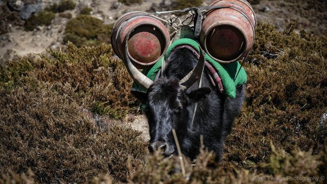 Rocket powered yak
