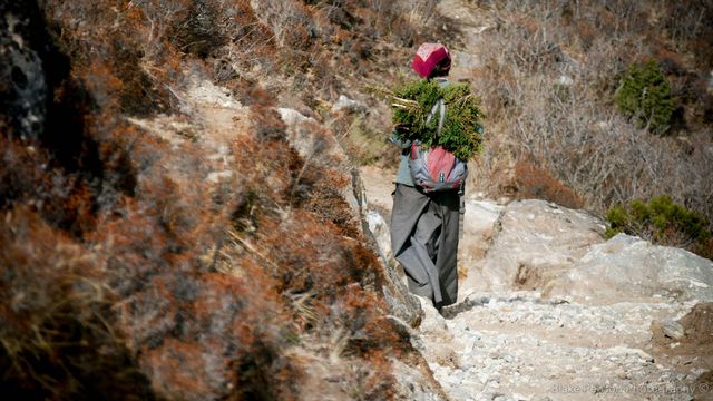 Old woman with a fresh harvest of Juniper near Phortse