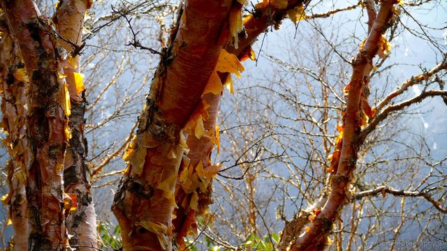 Copper bark in the afternoon sun