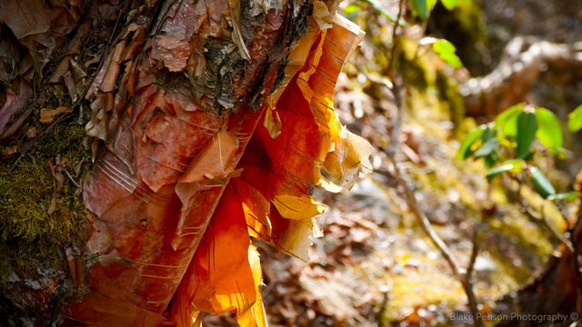 Copper bark in the afternoon sun
