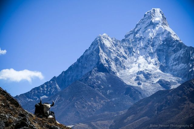 Yak before Ama Dablam