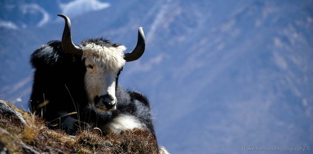 Gokyo to Dingboche
