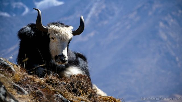 Yak before Ama Dablam