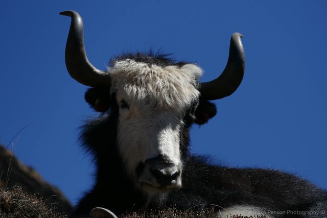 Yak before Ama Dablam